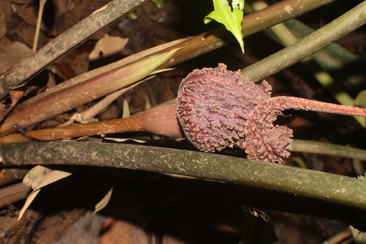 Lagenandra ovata (L.) Thwaites